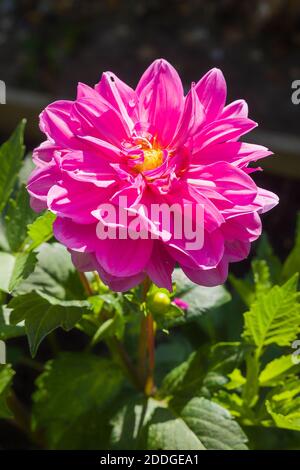 Rosa Dahlia onesta fioritura in un giardino inglese nel mese di luglio REGNO UNITO Foto Stock