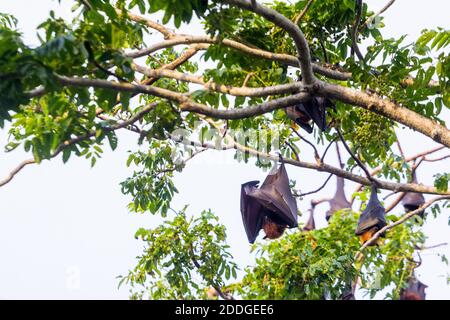 I pipistrelli di frutta che arrostono a Palawan, Filippine Foto Stock