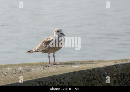 Bianco colore marrone piume primo inverno Caspian Gull su blocco di cemento a Scheveningen Beach, l'Aia, Paesi Bassi Foto Stock