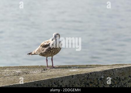 Bianco colore marrone piuma primo inverno Caspian Gull uccello su un blocco di cemento a Scheveningen Beach, l'Aia, Paesi Bassi Foto Stock