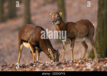 Due mouflon in piedi nella foresta nella natura autunnale. Foto Stock