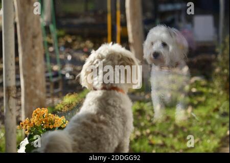 Malteze cane guardando attraverso la finestra sul giardino Foto Stock