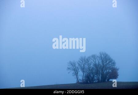 25 novembre 2020, Meclemburgo-Pomerania occidentale, Schönberg: Un gruppo di alberi può essere visto in un campo in nebbia fitta. Con una nebbia in parte densa e temperature intorno ai cinque gradi Celsius, il tempo nel nord della Germania mostra il suo lato poco amichevole. Foto: Jens Büttner/dpa-Zentralbild/dpa Foto Stock