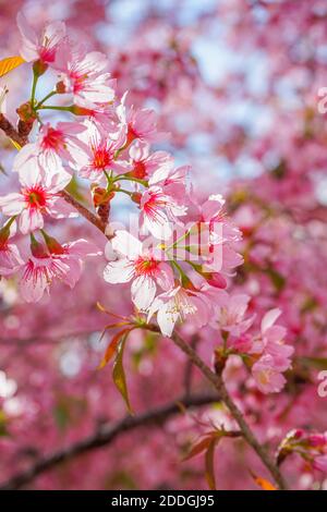 Fiori di ciliegio Himalayan selvaggi o Sakura attraverso il cielo blu Foto Stock