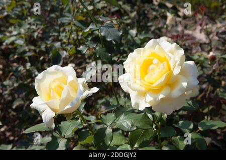 Due rose bianche e gialle su un roseto Foto Stock
