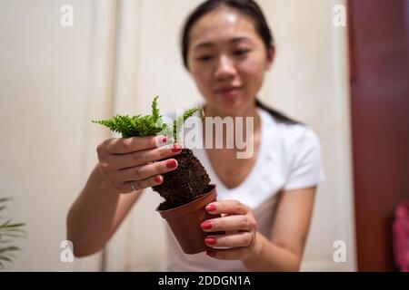 Positivo giovane femmina asiatica che trapiantano gambi verdi di felce in ceramica pentola mentre godendo hobby e prendendosi cura di piante domestiche a. casa Foto Stock