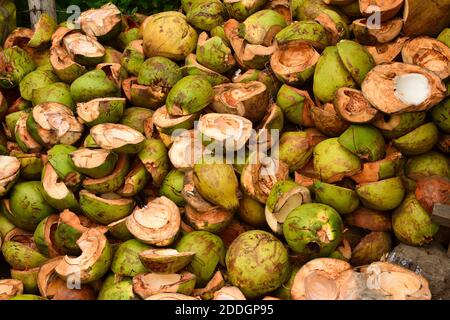 Cocco fresco tagliato nelle Filippine Foto Stock