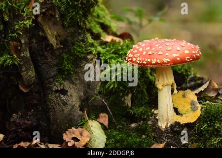 i funghi volano nella foresta, sgabello rosso, cibo Foto Stock