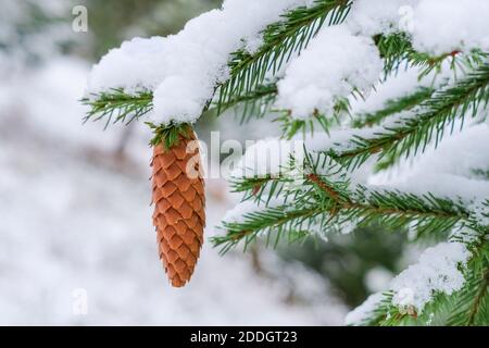 Picea abies (l'abete norvegese) o rami europei di abete rosso con grande giovane cono lungo coperto bianco soffice prima neve sull'inverno sfondo sfocato. Foto Stock