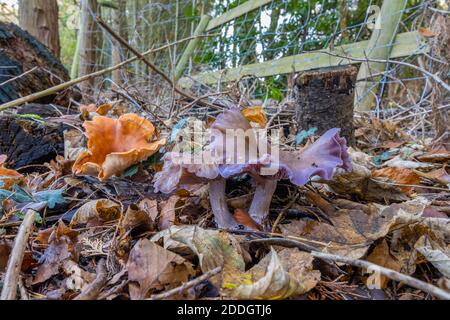 Legno Blewit (Clitocibe nuda) e Arancio Peel Fungus (Aleuria aurantia) fruttifero corpi che crescono a foglia lettiera su Whitmoor comune, Worplesdon, Surrey Foto Stock