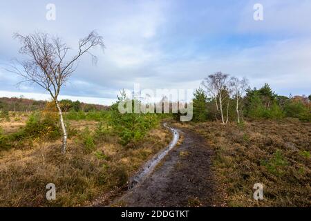 Un sentiero fangoso ruttato a Whitmoor Common, paese pedonale, un sito di speciale interesse scientifico riserva naturale a Worplesdon, Guildford, Surrey Foto Stock