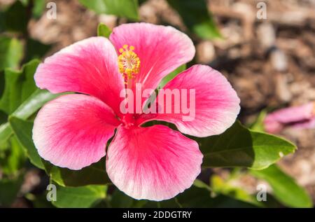 Rosa brillante con bordi bianchi a punta fiore di ibisco che cresce in una giornata di sole a Darwin, Australia Foto Stock