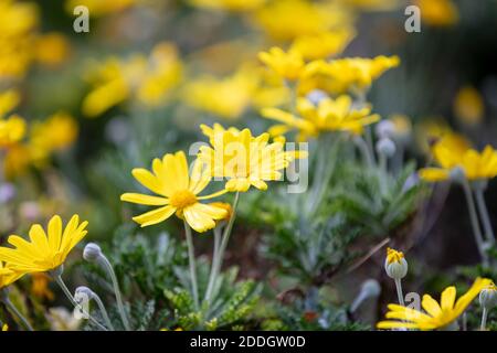 Margherite fiori selvatici campo di colore giallo, vista closeup, sfondo completo Foto Stock