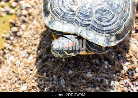 Ritratto di Trachemys Scripta tartaruga orizzontale fotografia fauna selvatica, tartaruga gialla su una spiaggia di ciottoli Foto Stock
