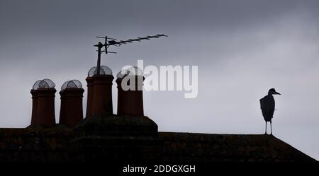 Merton, Londra, Regno Unito. 25 novembre 2020. Un airone grigio si trova sulle piastrelle di cresta di una casa suburbana silhouette su uno sfondo di cielo grigio. Credit: Malcolm Park/Alamy Live News. Foto Stock