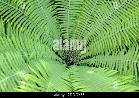 Felce verde come sfondo. Fern si allontana da vicino. Foto Stock