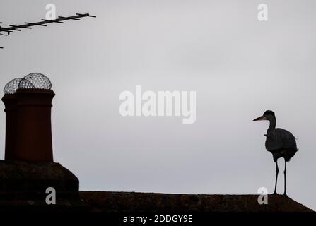 Merton, Londra, Regno Unito. 25 novembre 2020. Un airone grigio si trova sulle piastrelle di cresta di una casa suburbana silhouette su uno sfondo di cielo grigio. Credit: Malcolm Park/Alamy Live News. Foto Stock