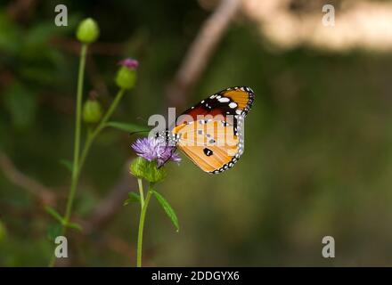 Grande e distintiva farfalla attiva, il monarca africano è audacemente segnato e mimato da diverse specie. I loro bruchi si nutrono di alghe di latte Foto Stock