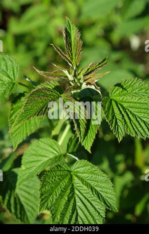 Giovane gambo di cespuglio di lampone. Germogli di lamponi. Foto Stock