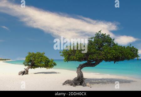 Divi Divi alberi sul litorale di Eagle Beach ad Aruba Foto Stock