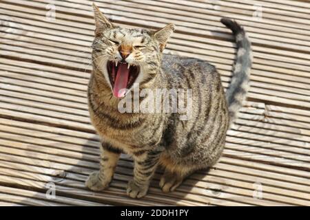 Primo piano di una tenda marrone gatto yawning e seduta su un pavimento in legno Foto Stock