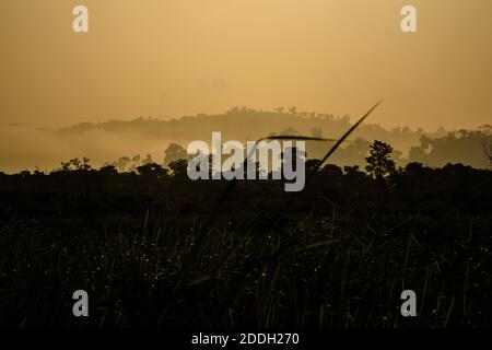 Le montagne della foresta pluviale Evergreen catturate durante una mattinata in anticipo al Kaziranga National Park, Assam, Nord-est, India. Foto Stock