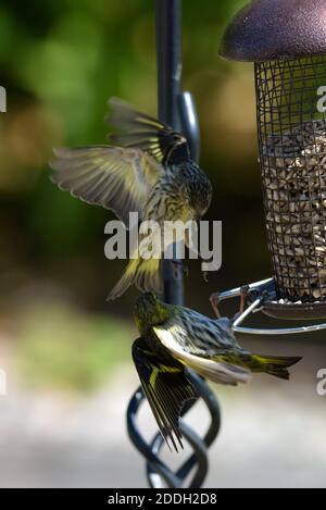 Due Siskins su un alimentatore di uccelli Foto Stock