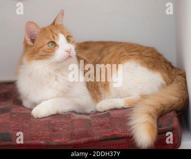 Closeup di carino casa zenzero felis gatto catus rilassante indoor a casa sdraiato su cuscino sedia Foto Stock