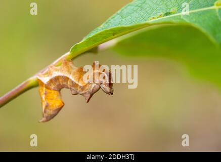 Notodonta ziczac Foto Stock