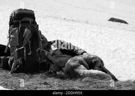 Escursionista con zaino grande e cane che riposa vicino ghiacciaio innevato in alte montagne. Immagine retrospettiva in bianco e nero. Foto Stock