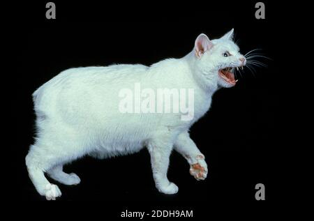 Manx gatto domestico, Gatto di razza senza coda, Adulti ululano contro lo sfondo nero Foto Stock