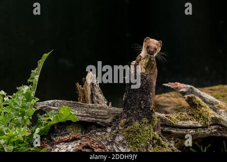 Baby weasel sbucciando da dietro un log Foto Stock