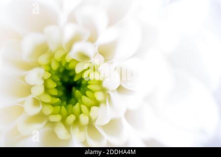 Bel fiore bianco di Chrysanthemum Foto Stock