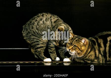 Gatto domestico Manx, razza di gatto senza coda, adulto in piedi su piano Foto Stock