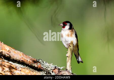 Una pineta adulta (Carduelis carduelis) appollaiata su un ramoscello che sporge da un ramo di pino a Shieldaig vicino a Gairloch, nel nord-ovest della Scozia. Giu Foto Stock