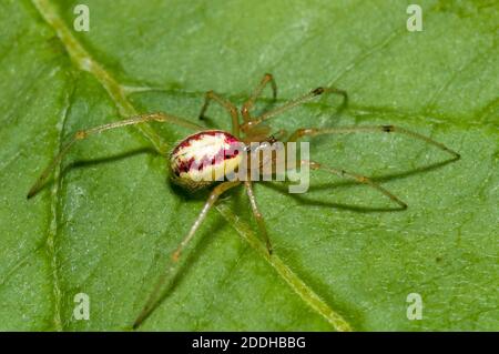 Un ragno immaturo a strisce di caramelle (Enoplognatha ovata) su una foglia in un giardino a Sowerby, Thirsk, North Yorkshire. Luglio. Foto Stock