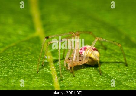 Un ragno immaturo a strisce di caramelle (Enoplognatha ovata) su una foglia in un giardino a Sowerby, Thirsk, North Yorkshire. Luglio. Foto Stock