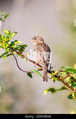 Un passero femminile adulto (Passer domesticus) appollaiato su un arbusto in un giardino a Sowerby, Thirsk, North Yorkshire. Luglio. Foto Stock