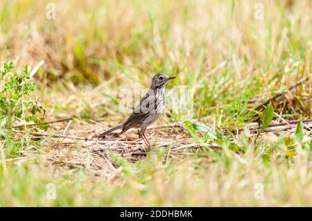 Un pascolo adulto (Anthus pratensis) su erba corta su terreni agricoli sull'isola di Sheppey in Kent. Luglio. Foto Stock