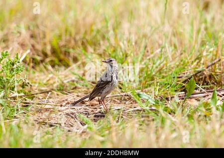 Un pascolo adulto (Anthus pratensis) su erba corta su terreni agricoli sull'isola di Sheppey in Kent. Luglio. Foto Stock