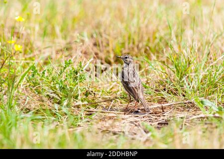 Un pascolo adulto (Anthus pratensis) su erba corta su terreni agricoli sull'isola di Sheppey in Kent. Luglio. Foto Stock