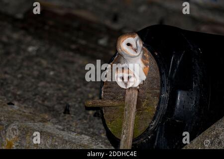 Un paio di gufi da fienile adulti (Tyto alba) all'ingresso di una scatola di nido fatta da un barile sul tetto di un fienile su terreni agricoli L'isola di Sheppey a Ken Foto Stock