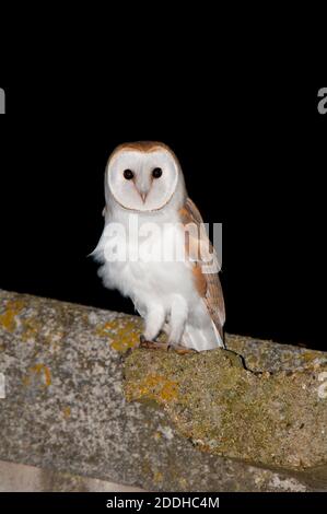 Un gufo di fienile adulto (Tyto alba) sul tetto di un fienile su terreni agricoli sull'isola di Sheppey in Kent. Luglio. Foto Stock