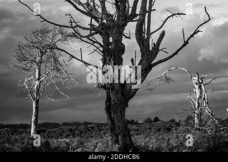 Un gruppo di tre vecchi alberi morti, morenti, uno scuro e due bianchi che si levano in piedi da soli nel paesaggio davanti AD UN cielo stormy. Monocromatico, bianco e nero. Foto Stock