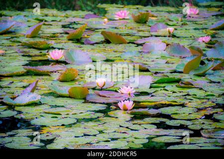 Les Jardins de Monet à Giverny - Giardino di Monet - Casa e giardini di giglio d'acqua dell'artista francese Claude Monet a Giverny, Francia Foto Stock