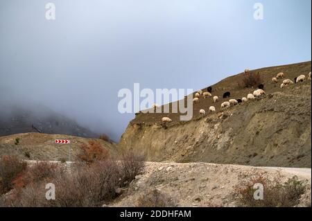 Un gregge di pecore pazza nelle montagne autunnali contro lo sfondo di un cielo grigio nebbia Foto Stock