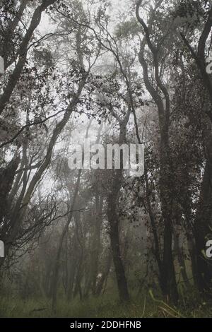 Una foto verticale di una misteriosa foresta piena di nebbia Foto Stock