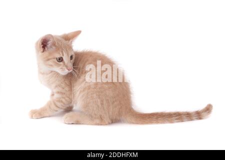 Un ritratto a lunghezza intera di un gattino di zenzero contro a. sfondo bianco Foto Stock