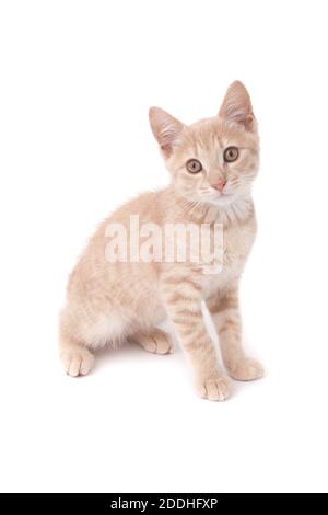 Un ritratto di un gattino sabbioso colorato sparato contro a. sfondo bianco Foto Stock