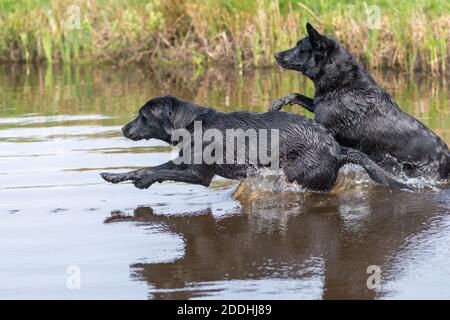 Due labrador neri che saltano insieme nell'acqua Foto Stock